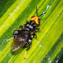 Image of Cyphomyia imitans Curran 1925