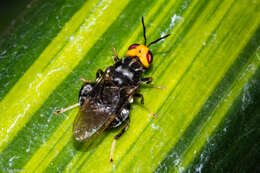 Image of Cyphomyia imitans Curran 1925