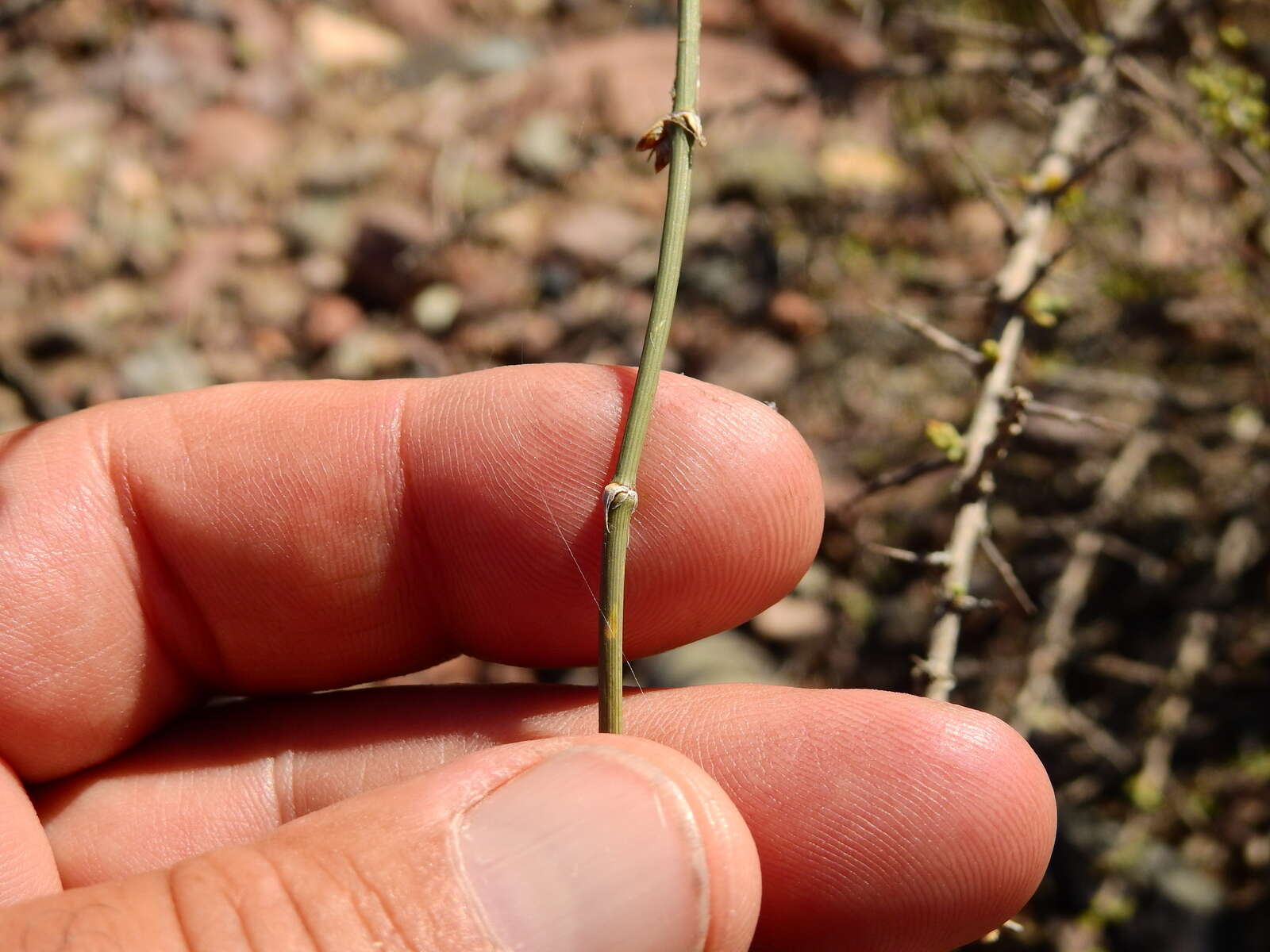 Image of Ephedra triandra Tul.