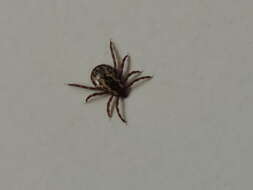 Image of American dog tick