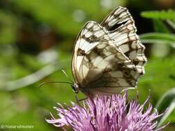 Plancia ëd Melanargia lachesis Hübner 1790