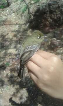 Image of Cordilleran Flycatcher