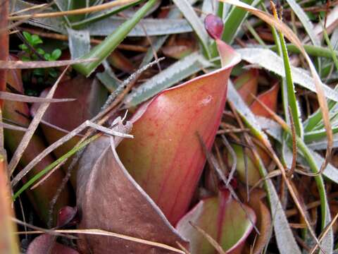 Image of Heliamphora nutans Benth.