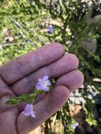 Image of Prostanthera cryptandroides subsp. cryptandroides