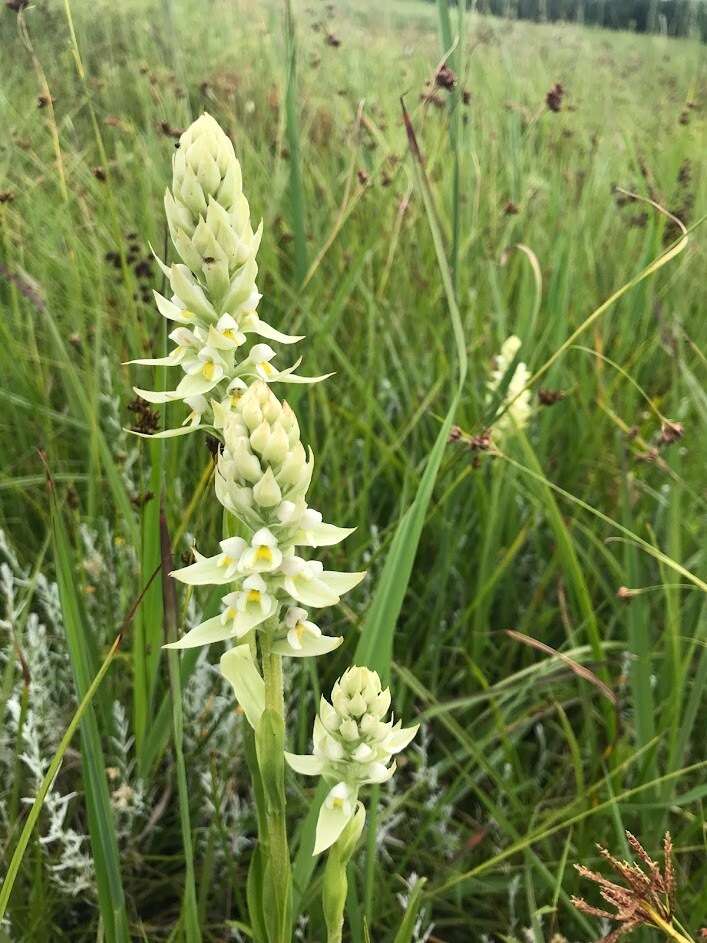 Image of Satyrium trinerve Lindl.