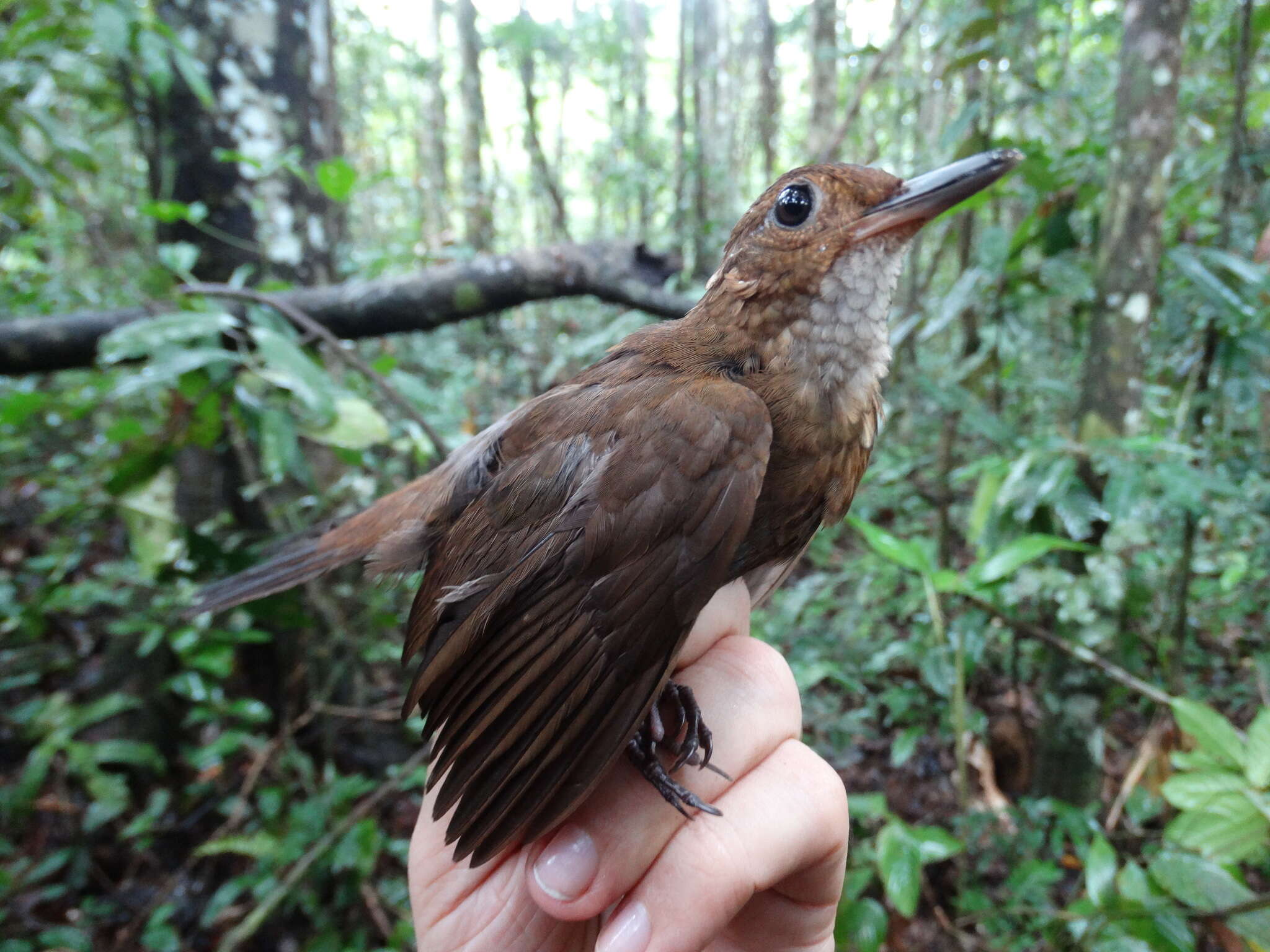 Image of Black-tailed Leaftosser