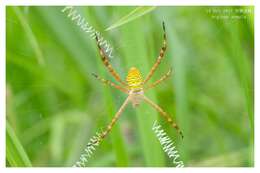 Image of Oval St Andrew's Cross Spider