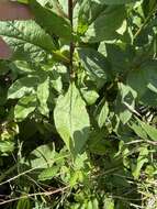 Image of roundleaf goldenrod