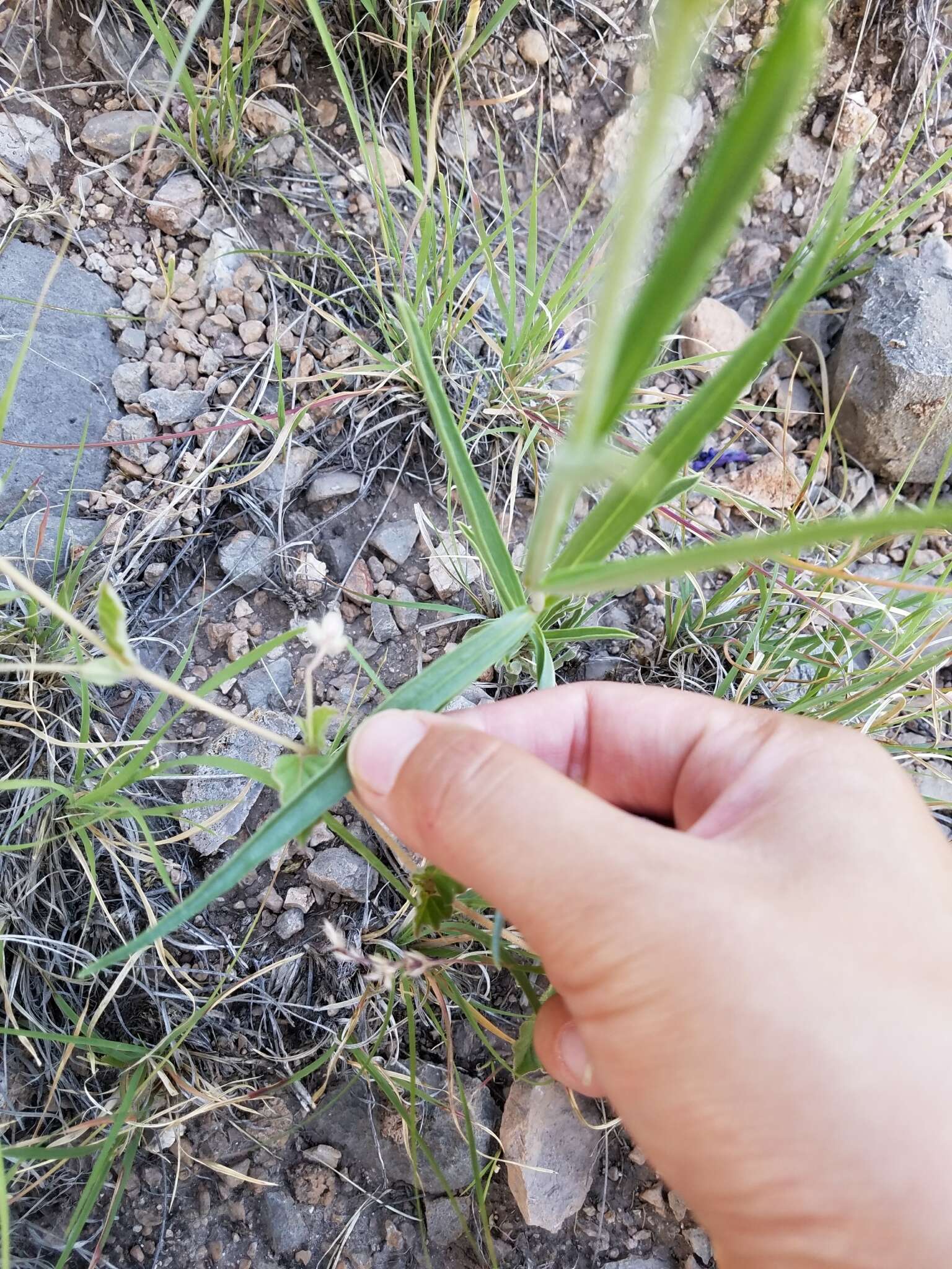 Image de Penstemon dasyphyllus A. Gray