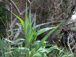 صورة Lecomtella madagascariensis A. Camus