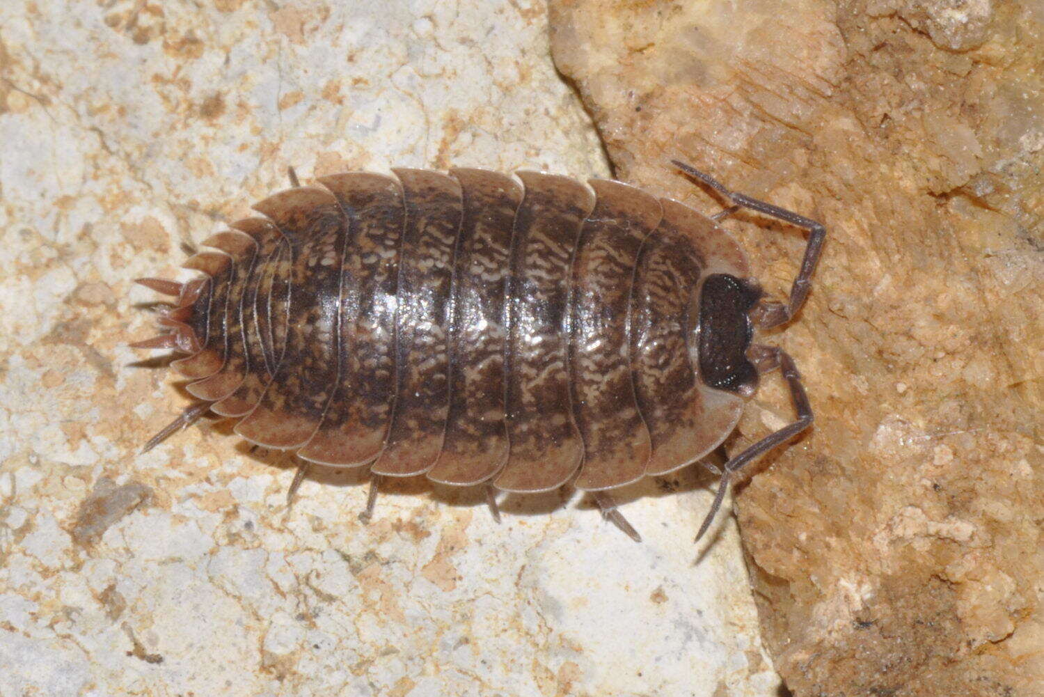 Image of Porcellio montanus Budde-Lund 1885