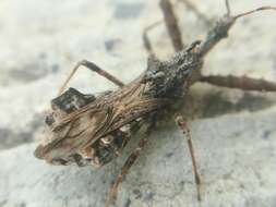 Image of Assassin bug