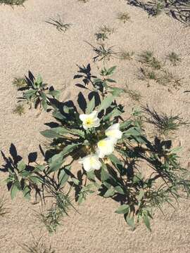 Imagem de Oenothera deltoides subsp. deltoides