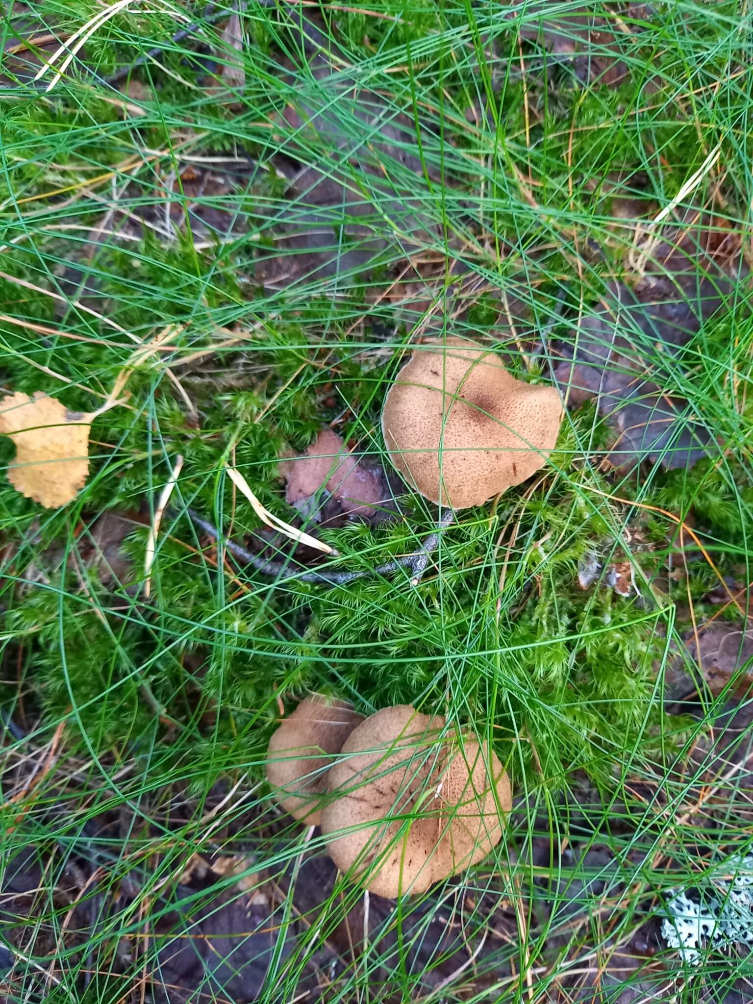 Image of Cortinarius pholideus (Lilj.) Fr. 1838