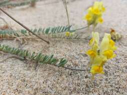 Plancia ëd Linaria polygalifolia Hoffmgg. & Link