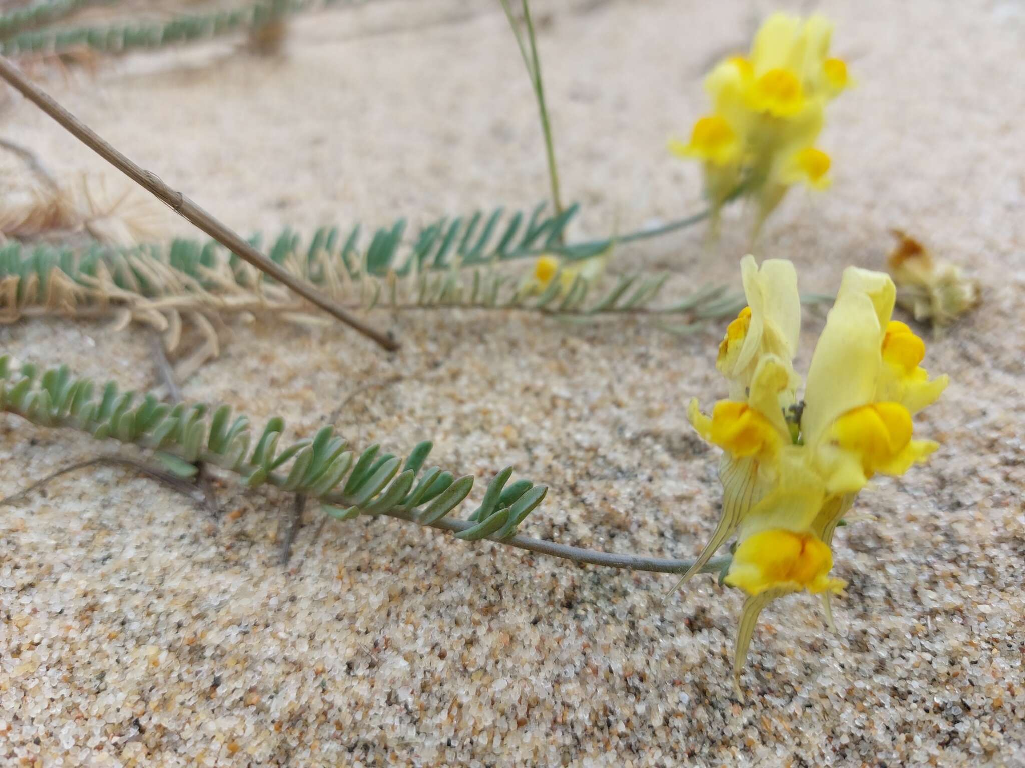 Plancia ëd Linaria polygalifolia Hoffmgg. & Link