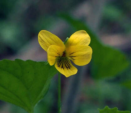 Sivun Viola pubescens var. scabriuscula Schwein. ex Torr. & A. Gray kuva