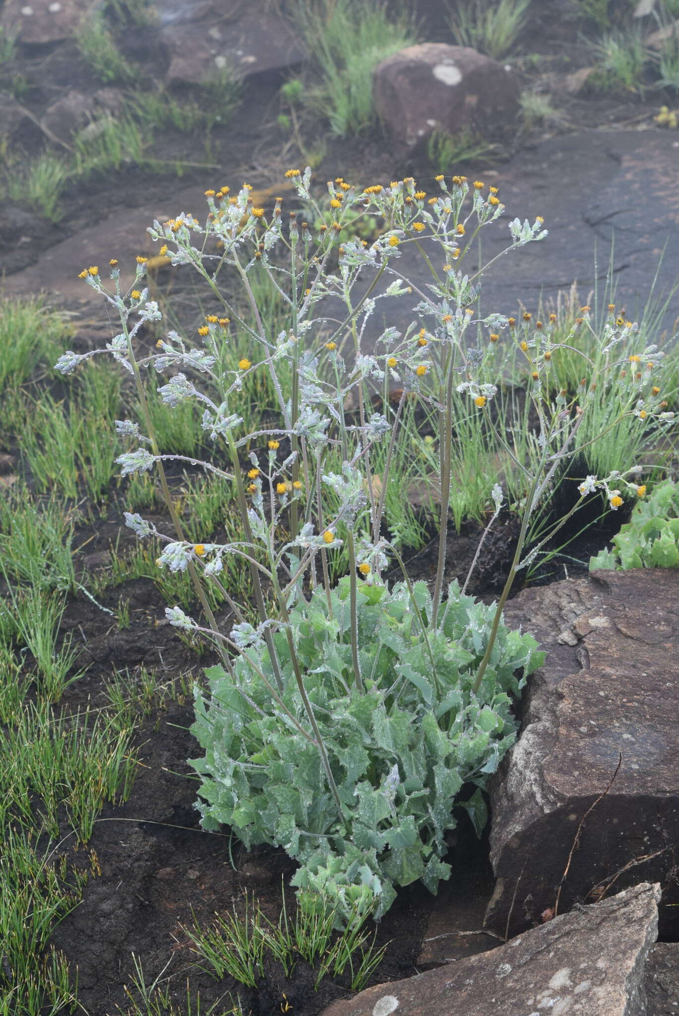 Imagem de Senecio oxyriifolius DC.