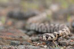 Image of Ladder Snakes