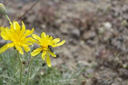 Crepis modocensis Greene resmi