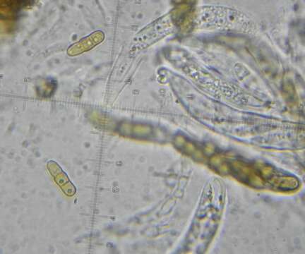 Imagem de Paraphaeosphaeria michotii (Westend.) O. E. Erikss. 1967