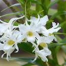 Imagem de Dendrobium dearei Rchb. fil.