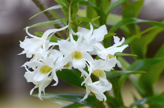 Imagem de Dendrobium dearei Rchb. fil.