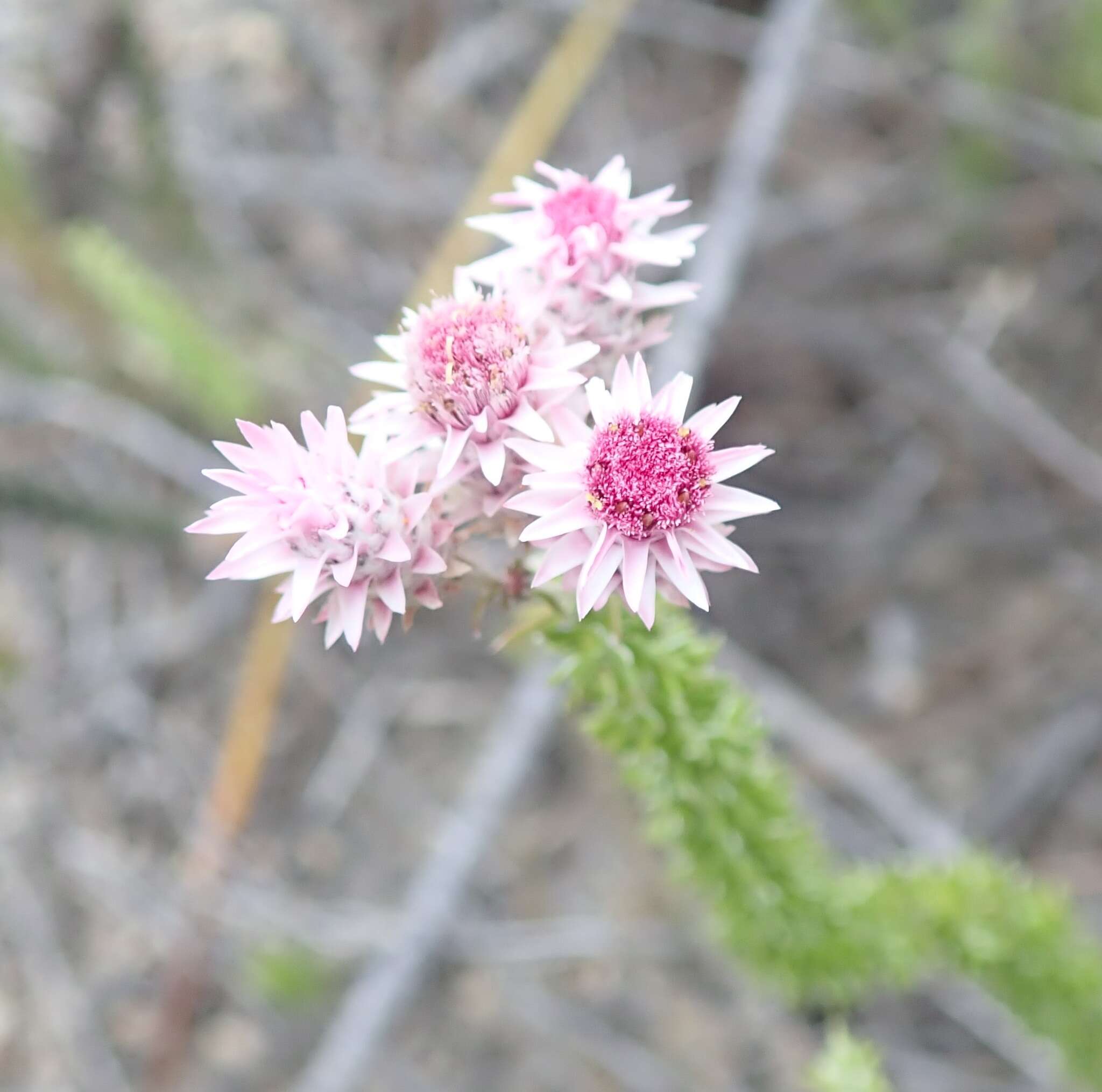 Imagem de Lachnospermum umbellatum (L. fil.) Pillans