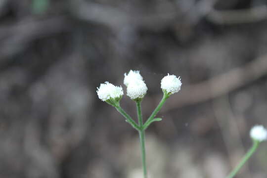 Слика од Isocarpha oppositifolia var. achyranthes (DC.) D. J. Keil & Stuessy