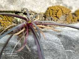 Image of Ophiopogon planiscapus Nakai