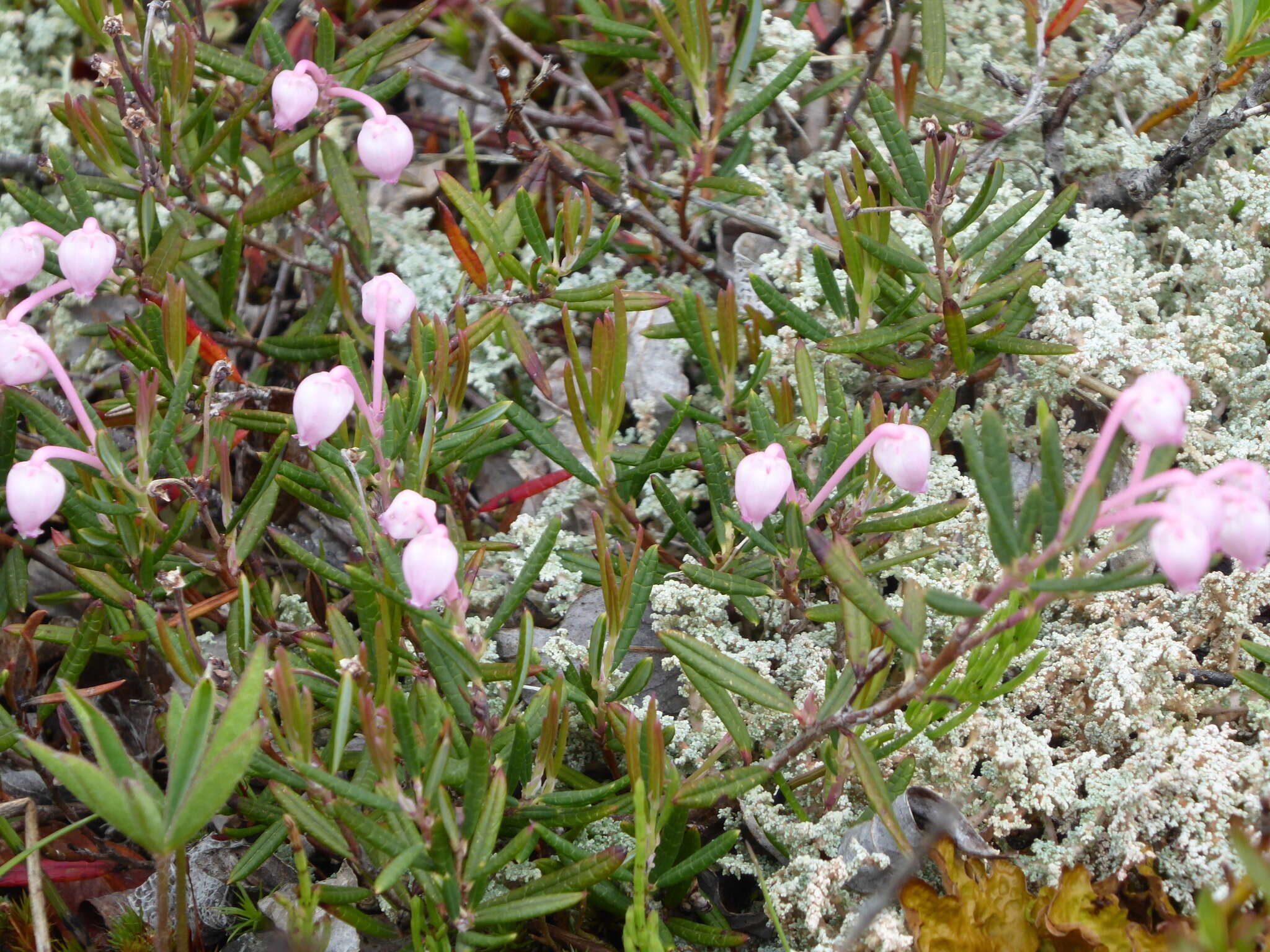 Image of <i>Andromeda <i>polifolia</i></i> var. polifolia