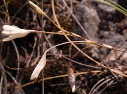 صورة Tritonia linearifolia Goldblatt & J. C. Manning