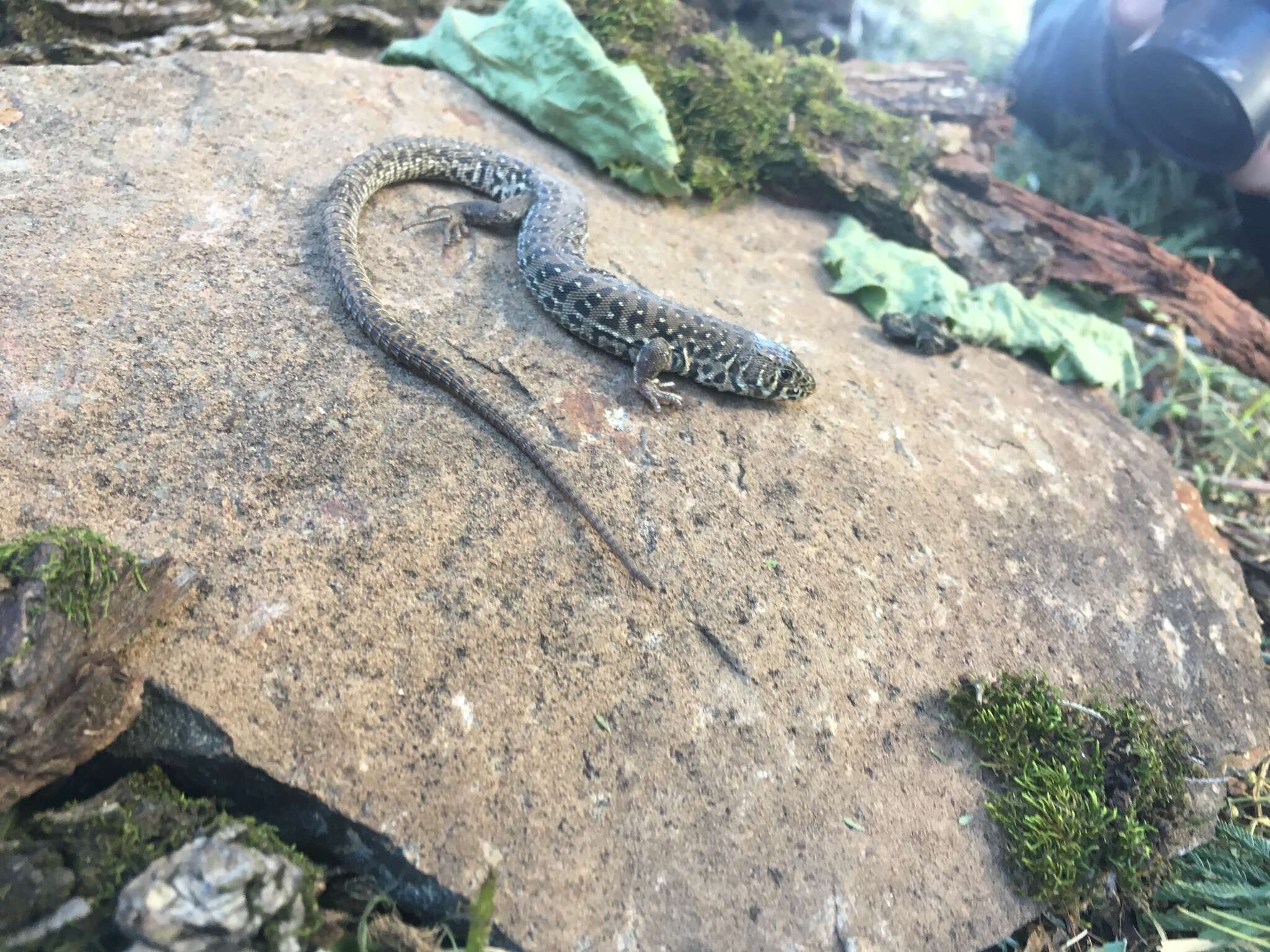 Image of Spotted Sandveld Lizard