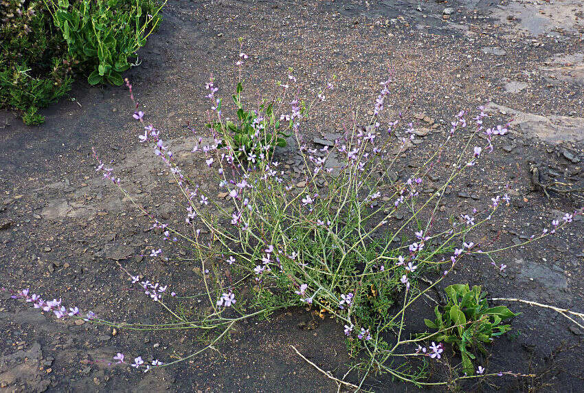 Image de Erucaria erucarioides (Coss. & Durieu) Müll. Berol.