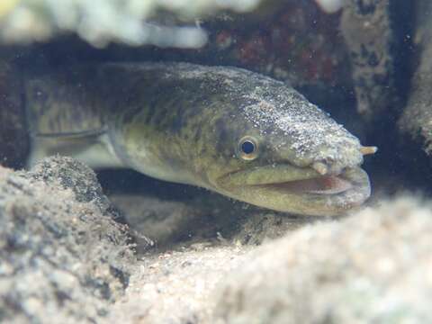 Image of Giant Long-finned Eel