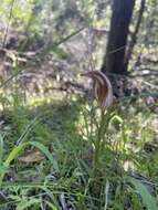 Image of Curled-tongue shell orchid