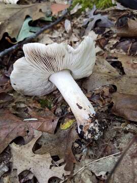 Слика од Tricholoma luteomaculosum A. H. Sm. 1942