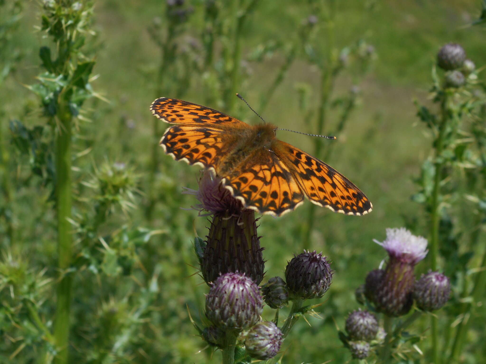 Imagem de <i>Boloria titania</i>