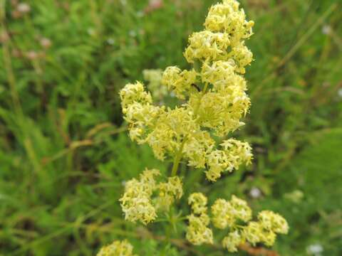 Imagem de Galium pomeranicum Retz.