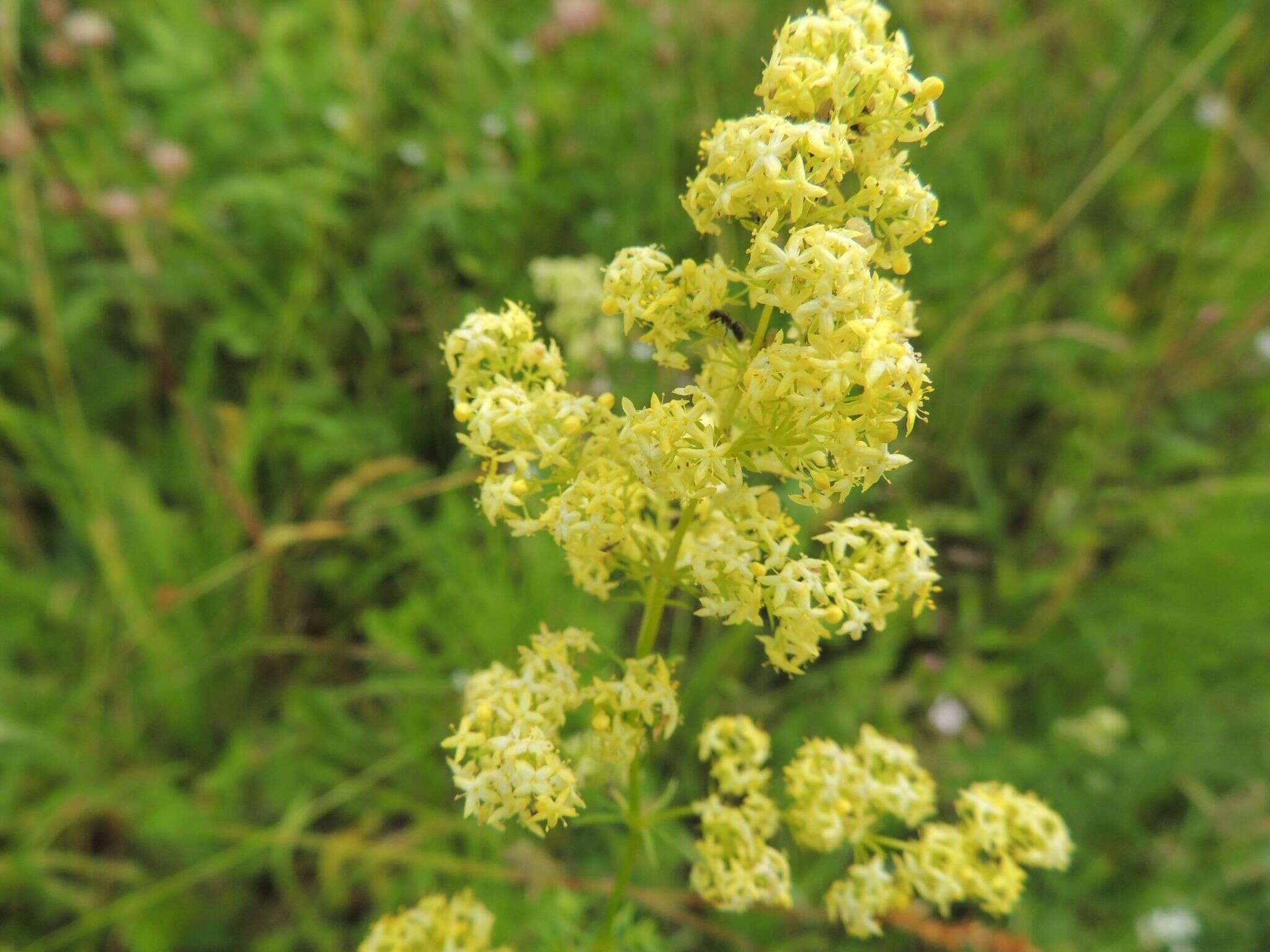 Plancia ëd Galium pomeranicum Retz.