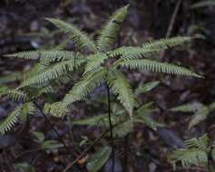 Image of Sticherus quadripartitus (Poir.) Ching