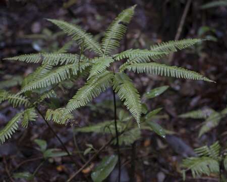 Image de Sticherus quadripartitus (Poir.) Ching