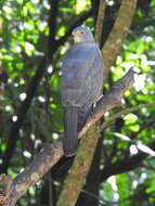 صورة Accipiter fasciatus natalis (Lister 1889)