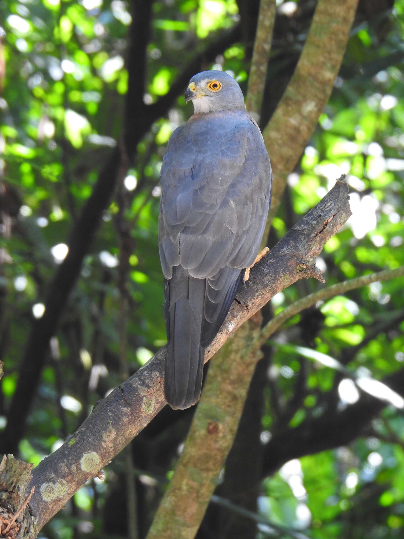 صورة Accipiter fasciatus natalis (Lister 1889)