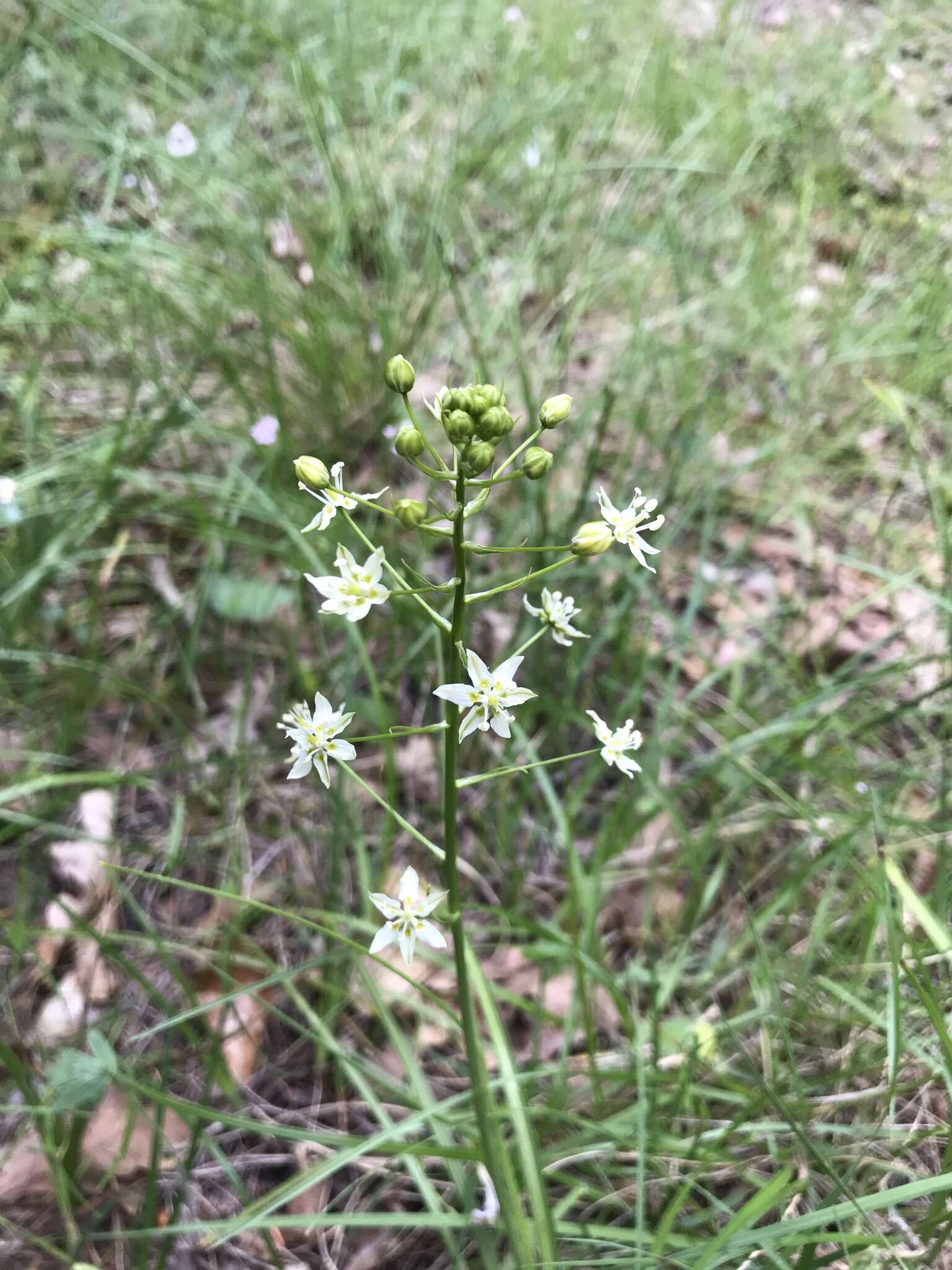 Image of Small-Flower Poison Camas