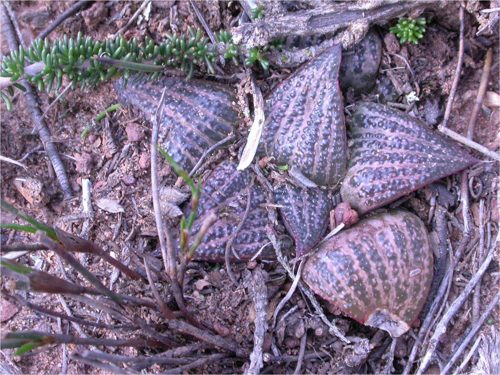 Слика од Haworthia magnifica Poelln.