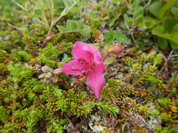 Imagem de Rhododendron camtschaticum Pall.