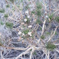 Euryops linifolius (L.) DC. resmi