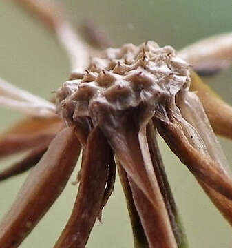 Image of Lactuca inermis Forsk.