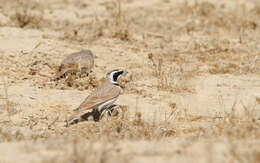 Image of Temminck's Horned Lark